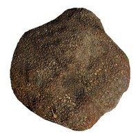 Truffe
