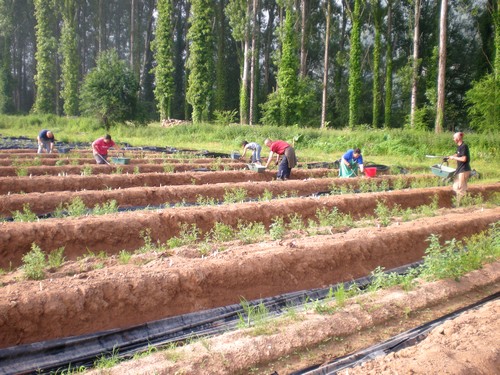 Récolte des asperge