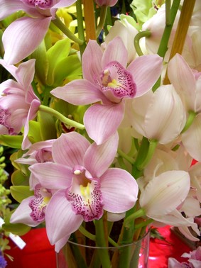 Orchidées