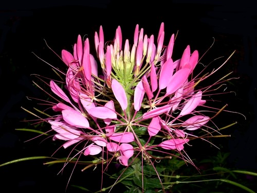 Fleur