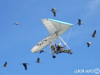 Vol avec des oiseaux migrateurs