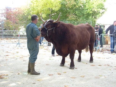 Taureau race Salers