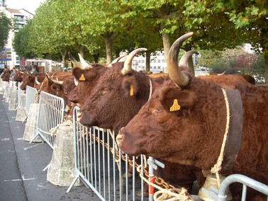 Vaches Salers, Cantal