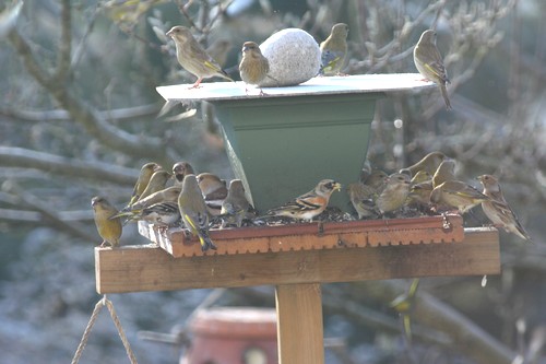 Mangeoire pour les oiseaux