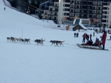 Chiens de traineau