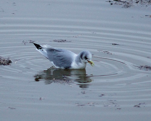 Océanie Tempête