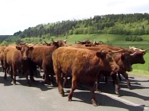 Troupeaux partant à l'estive